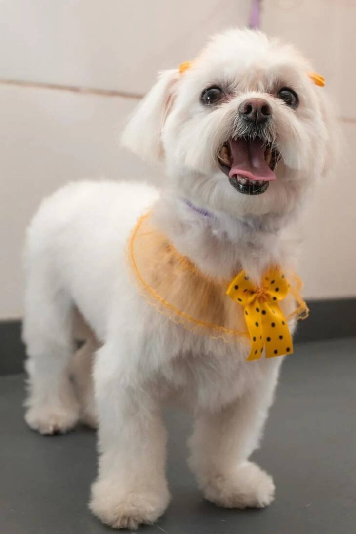 Dog Neck Belt