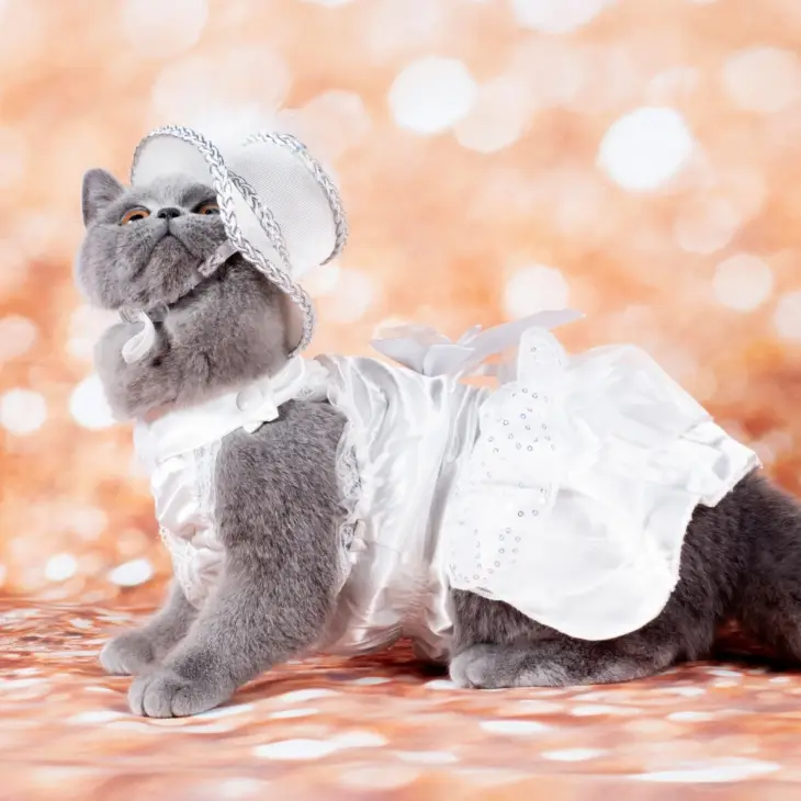Cat Dress