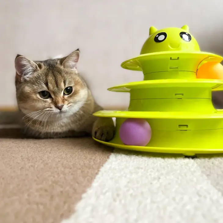 Cat Toys
