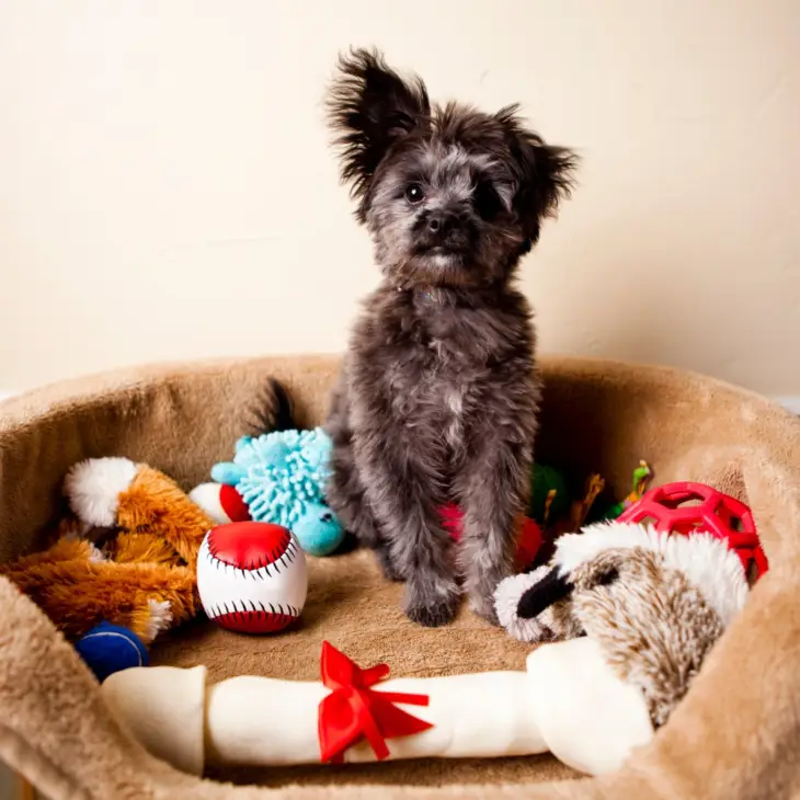 Dog Toys